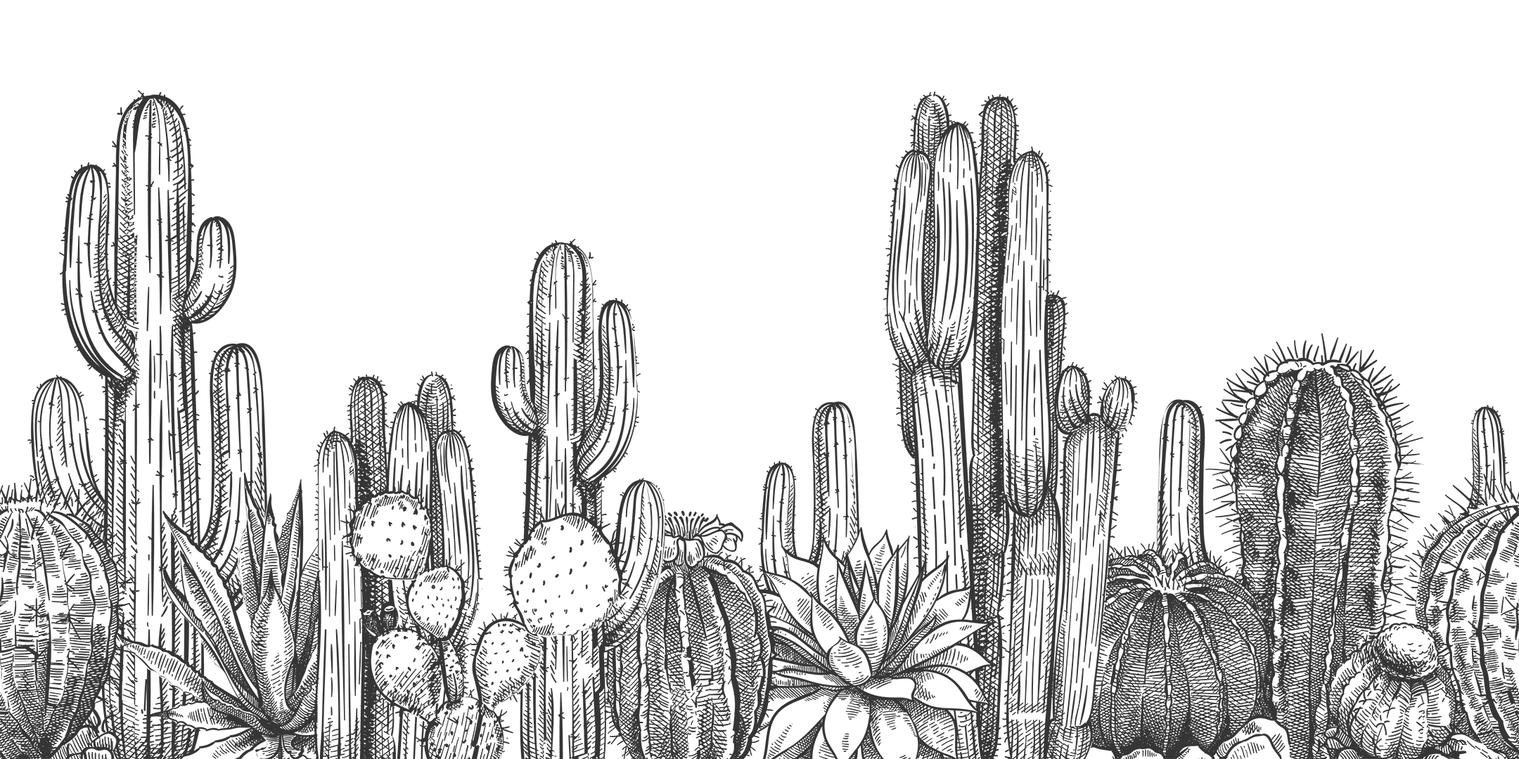 Desert flowers illustration decoration